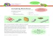 s ’ lS c i e n c e Ch K ’ s K i d ng ids cience e c · Kids’ Science Challenge - Jumping Roaches! 1 bio-inspired design Jumping Roaches! Kids’ science challenge c. w w w
