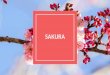SAKURA - Weebly · 2020. 4. 17. · The national ﬂower of Japan, the cherry blossom – or Sakura, represents a time of renewal and optimism. If you are a Washingtonian, you are