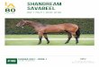 #106: Shandream - Savabeel (2021-01-17) - NZBstatic.nzb.co.nz/lot-documents/karaka-2021-book-1-21kaa/... · 2021. 1. 18. · Lord Asterix (Bahhare). 6 wins-1 at 2-1000m to 2100m,