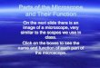 Parts of the Microscope and Their Function · Parts of the Microscope and Their Function On the next slide there is an image of a microscope, very similar to the scopes we use in
