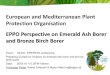 BFW - European and Mediterranean Plant Protection ...Date: 2018-10-1/4, BFW Vienna Françoise Petter, Andrei Orlsinski & Martin Ward hq@eppo.int EPPO is an intergovernmental organization