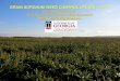 Grain Sorghum Weed Control Update – 2017 · 2016. 12. 6. · NTC Warrant (PRE) Atrazine + COC (POST) Dual Magnum (PRE) Atrazine + COC (POST) SG-02-16 May 27 51 DAP. Weed Control
