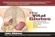 The vital glutes : connecting the gait cycle to pain and dysfunction