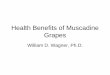 Health Benefits of Muscadine Grapes