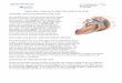 Rotator cuff and SLAP patient info - Massachusetts General
