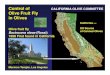 (Rossi) 1998 First found in California...Olive fruit fly Bactrocera oleae (Rossi) 1998 First found in California Mormon Temple, Los Angeles Control of CALIFORNIA OLIVE COMMITTEE Olive