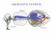DIGESTIVE SYSTEM - Faculty Support Site