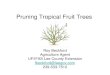 Pruning tropical fruit trees