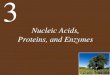 Nucleic Acids, Proteins, and Enzymes - Mrs. Giannou - Home