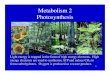 Photosynthesis - Nicholls State University