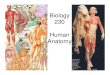 Biology 230 Human Anatomy - Cuyamaca College