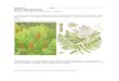 Botany 401 Name: Vascular Flora of Wisconsin Exam 1 â€“ take home