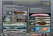 The Procedure Of Determining Age In Fish