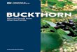 Buckthorn: A little history - Minnesota Department of Natural