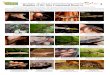 810 Reptiles of the Communal Reserve Sira a1 - Field Guides · 2016. 9. 26. · Cerros del Sira – 250-1920 m asl, Ucayali-Huánuco-Pasco, Central Peru Reptiles of the Sira Communal