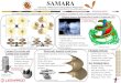 Samara - VFS at UMDvfs.umd.edu/assets/downloads/2020_samara.pdf · 2020. 6. 12. · Samara 37th Annual VFS Student Design Competition Leonardo’s Aerial Screw: 500 Years Later Sponsored