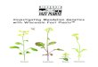 Investigating Mendelian Genetics with Wisconsin Fast Plants™...4 Investigating Mendelian Genetics with Wisconsin Fast Plants Welcome to the wonderful world of Wisconsin Fast Plants
