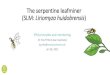 IPM principles and monitoring - AUSVEG · 2021. 5. 9. · The serpentine leafminer (SLM: Liriomyza huidobrensis) IPM principles and monitoring Dr. Elia Pirtle (Cesar Australia) epirtle@cesaraustralia.com