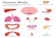 Human Body Cut out the organs and arrange 123kidsfun.com … · 2018. 8. 16. · Human Body Cut out the organs and arrange 123kidsfun.com Stomach Heart Pancreas where they belong