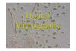 Digital Micrography
