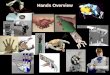 Hands Overview - Carnegie Mellon University