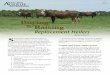 Replacement Heifers - Texas A&M University