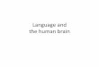 Language and the human brain