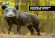 SHARE Program Feral Pig Hunt
