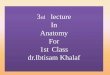 3rd lecture In Anatomy For 1st Class dr.Ibtisam Khalaf