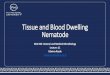 Tissue and Blood Dwelling Nematode