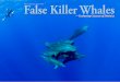 False Killer Whales - X-Ray Mag