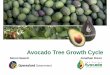 PRESENTATION: Avocado Tree Growth Cycle
