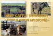 BEEF CATTLE RESEARCH ~ POPULATION MEDICINE~