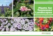 Plants for Tennessee Landscapes