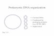 Prokaryotic DNA organization