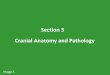 Section 3 Cranial Anatomy and Pathology