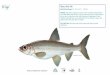 Adult Size Range: Habitat: Fun Fish Fact