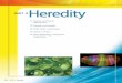 Heredity - Weebly
