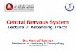 Central Nervous System - humsc.net