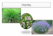 Herbs - NCSU