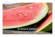 2013 Watermelon Cultivar Trials - NCSU