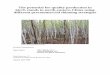 The potential for quality production in birch stands in 