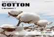 Monthly report on Cotton (September) MCX
