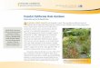Coastal California Rain Gardens - ANR Catalog