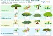 Types of Flowering Plants - kidsacademy.mobi