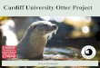 Cardiff University Otter Project