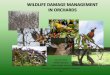 WILDLIFE DAMAGE MANAGEMENT IN ORCHARDS