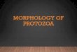 MORPHOLOGY OF PARASITES - Centurion University