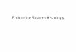 Endocrine System Histology - Welcome to web.gccaz.edu