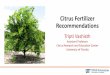 Citrus Fertilizer Recommendations